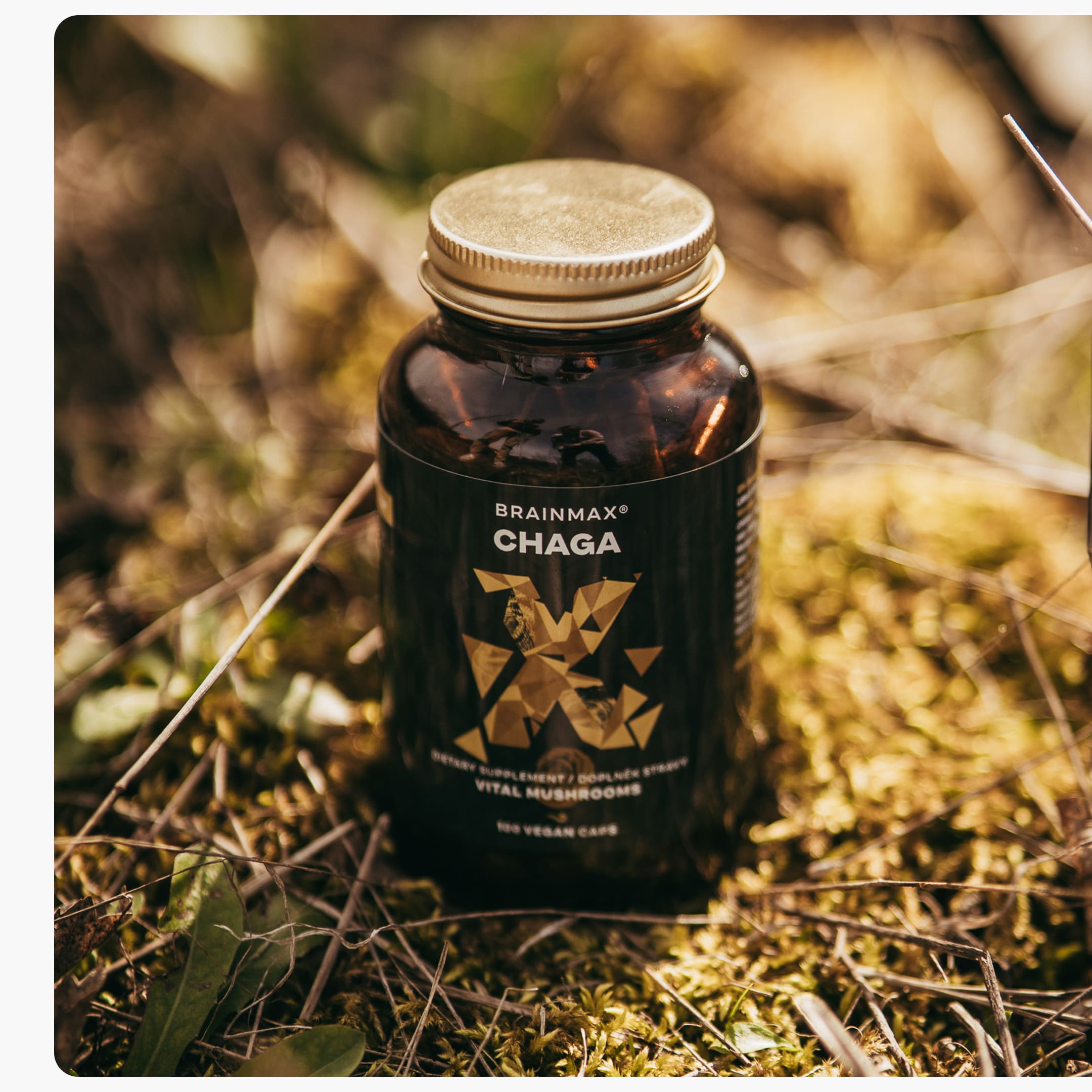 chaga produkt5-min